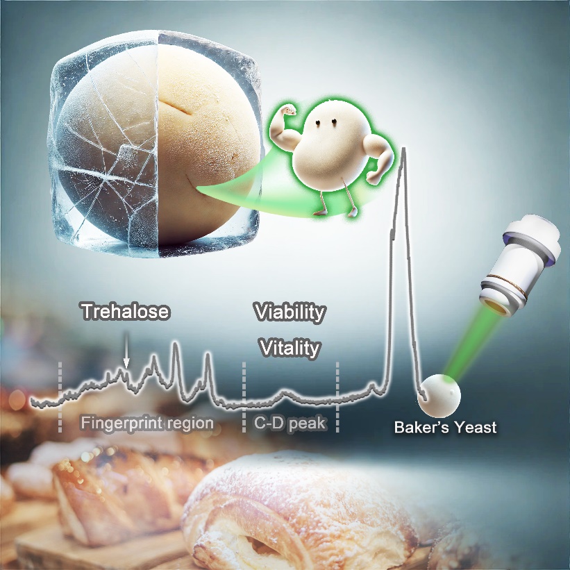 联合推出基于单细胞拉曼光谱的面包酵母质检新技术