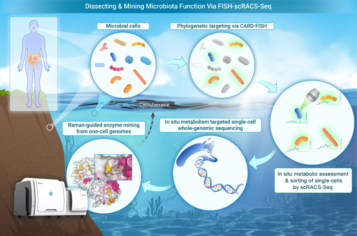 开发物种-代谢双靶向的微生物细胞及酶资源挖掘新技术