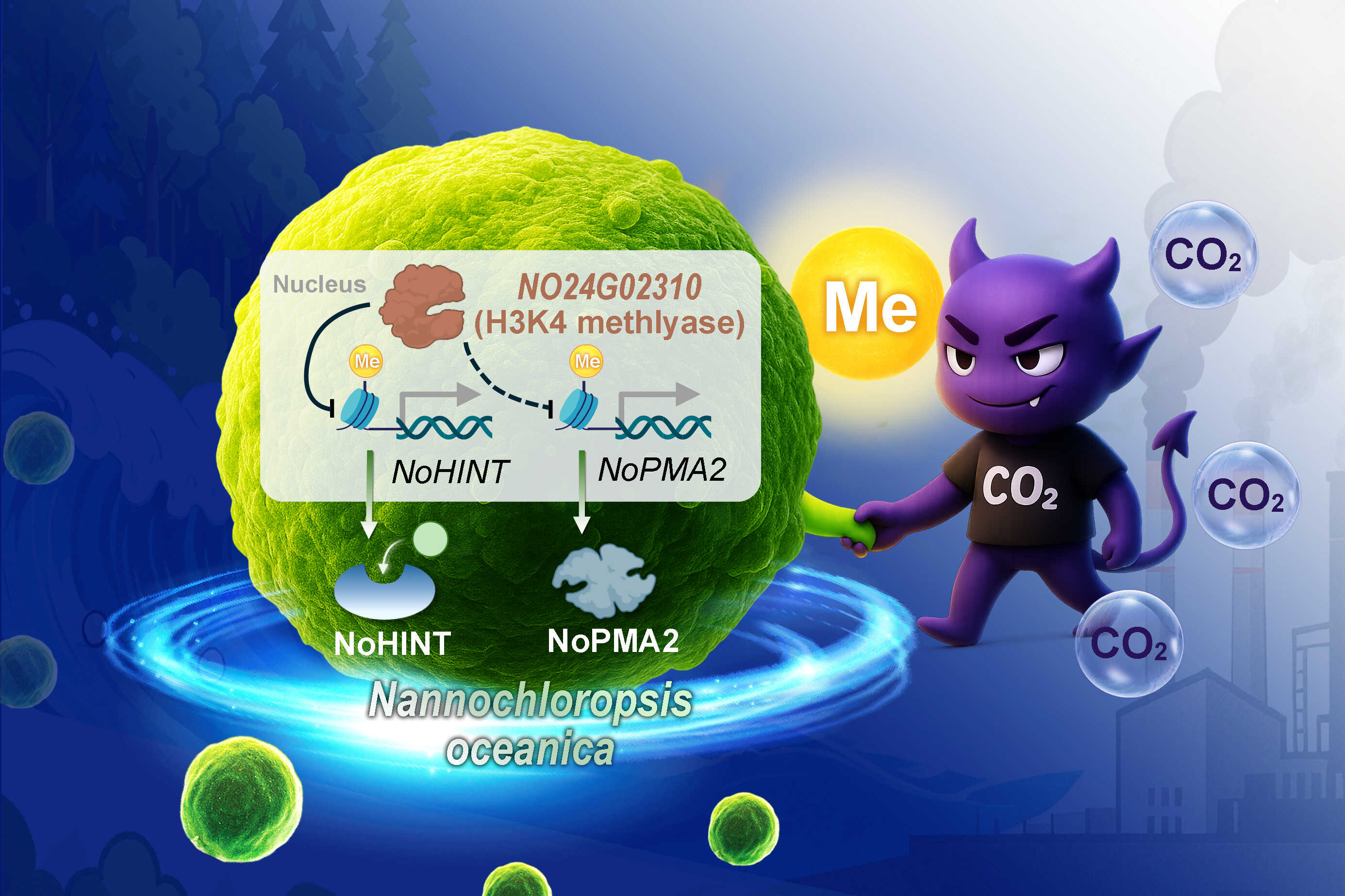 Researchers Identify Key Regulator for Microalgae's Low-CO2 Adaptation
