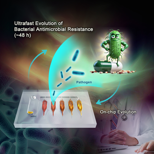 Researchers Discover "48-Hour Solution" to Antimicrobial Resistance Evolution